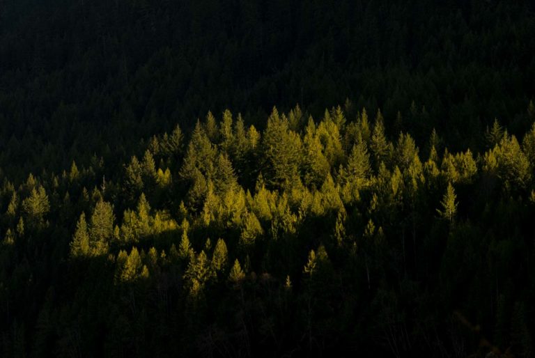 One Tree Planted