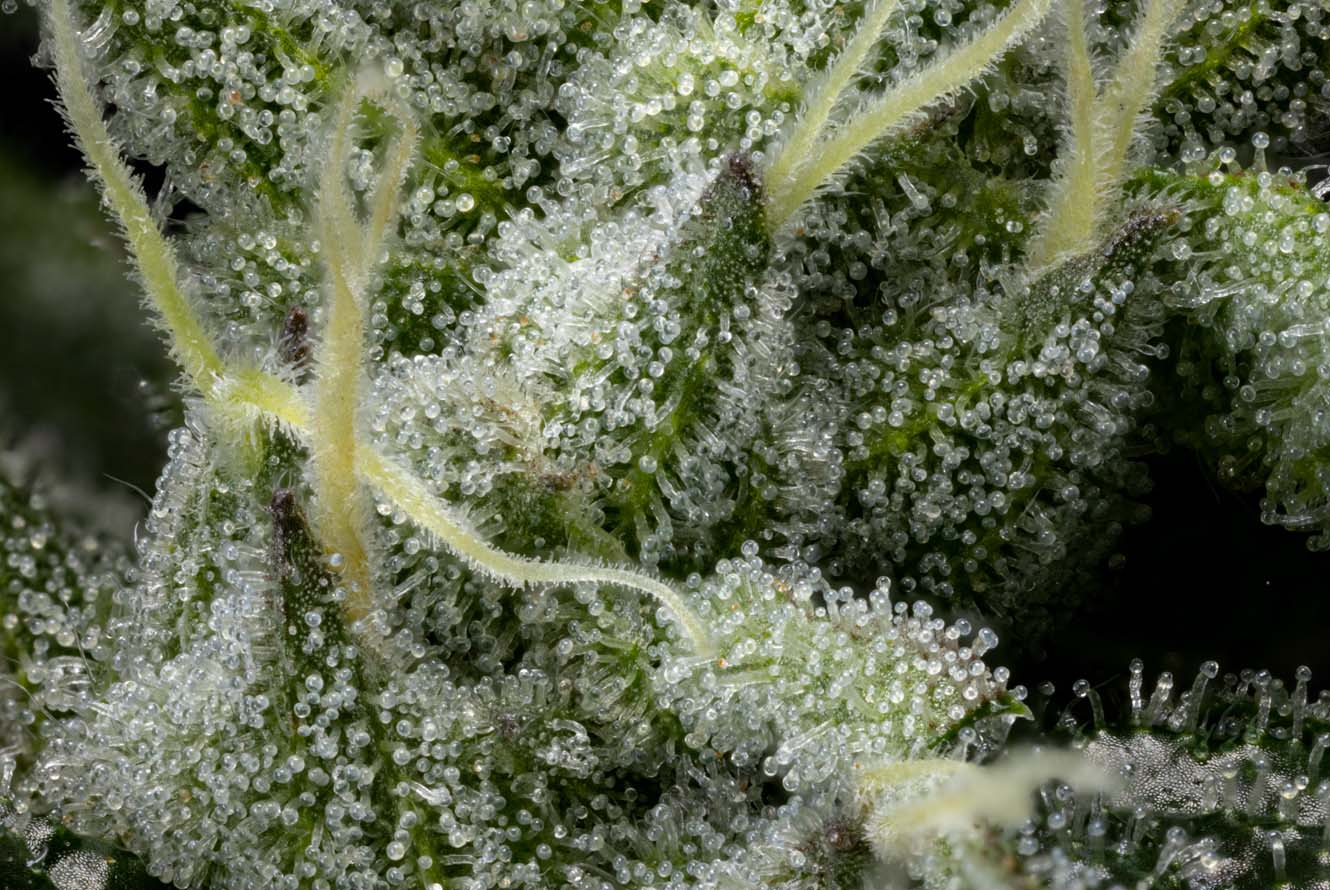 CMC_Website_Products_PinkKush_LivePlantMacro1