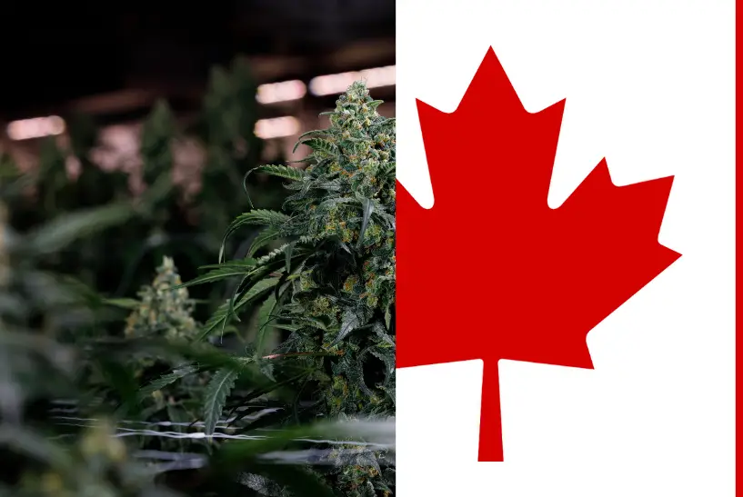 The History of Cannabis in Canada: Impacts and Cannabis Act