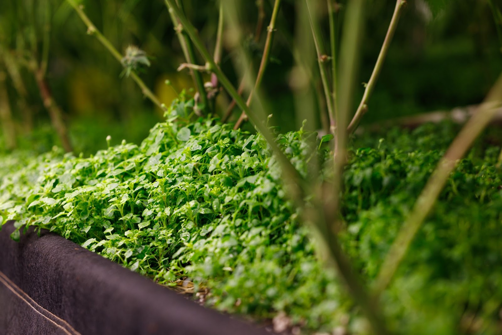 Best Soil for Cannabis: Top Picks for Healthy Cannabis Plants