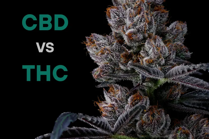 CBD vs THC- Exploring High-CBD Low-THC Products in Canada