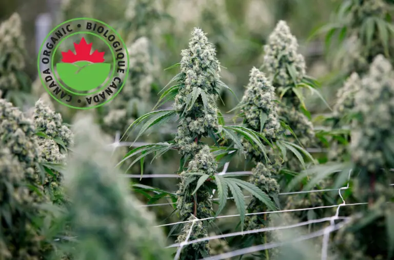 Cannabis Certification in Canada