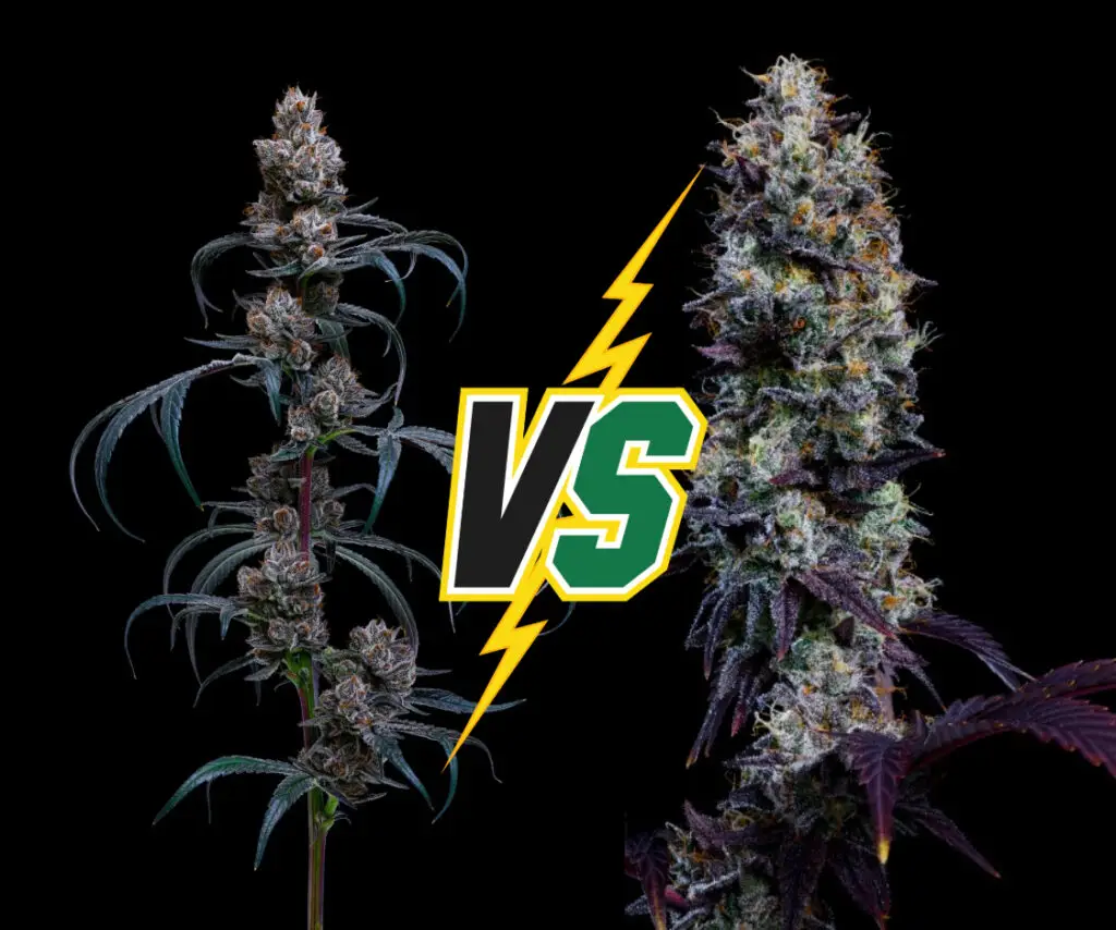 Indica vs Sativa- What's the Real Difference Between Cannabis Types?