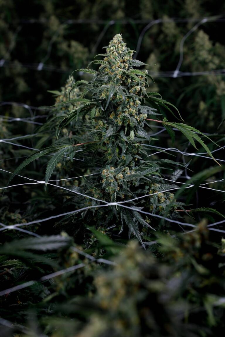 Cannabis Plant Anatomy Guide