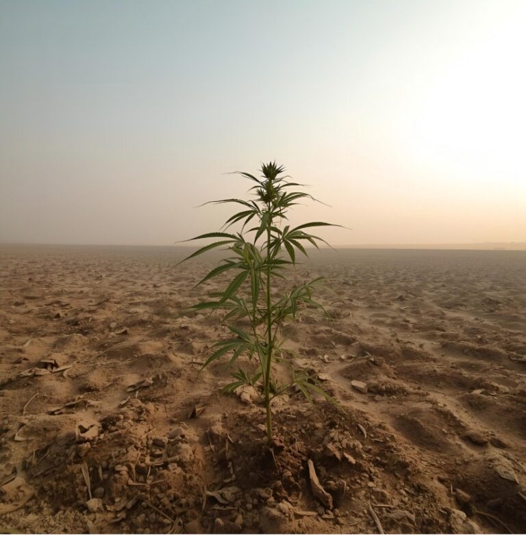 Cannabis Heat Stress