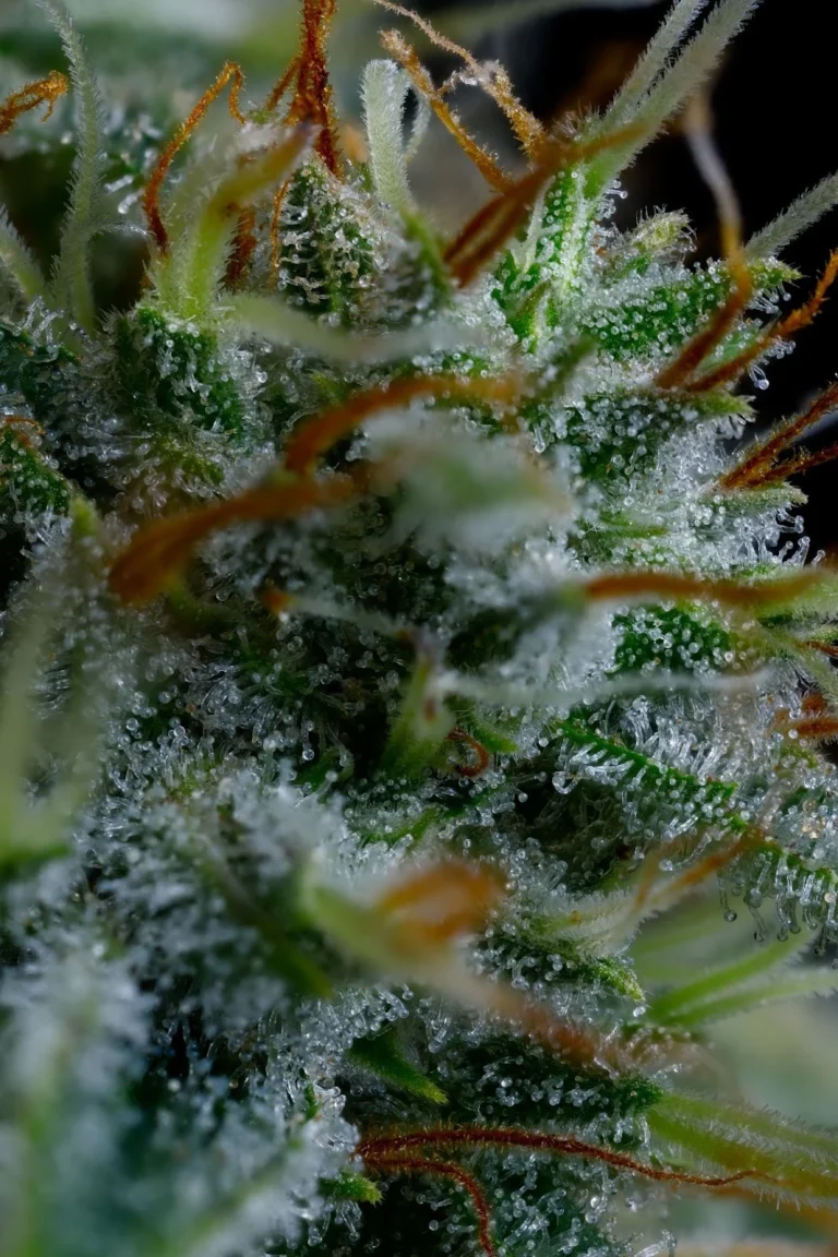 A Deep Dive into BC Organic Citrus Sky