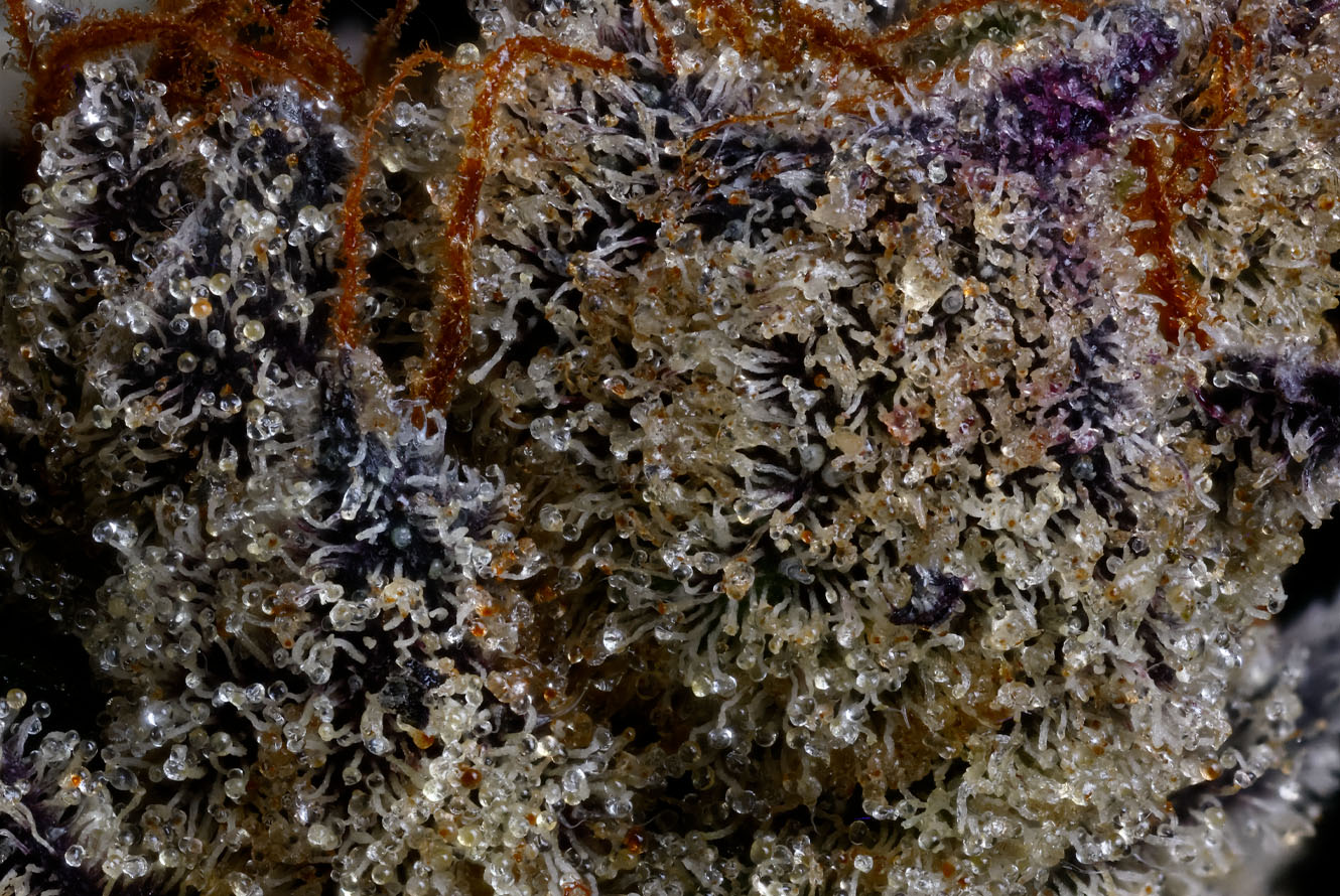 BlingBlaow_DriedFlower_Macro