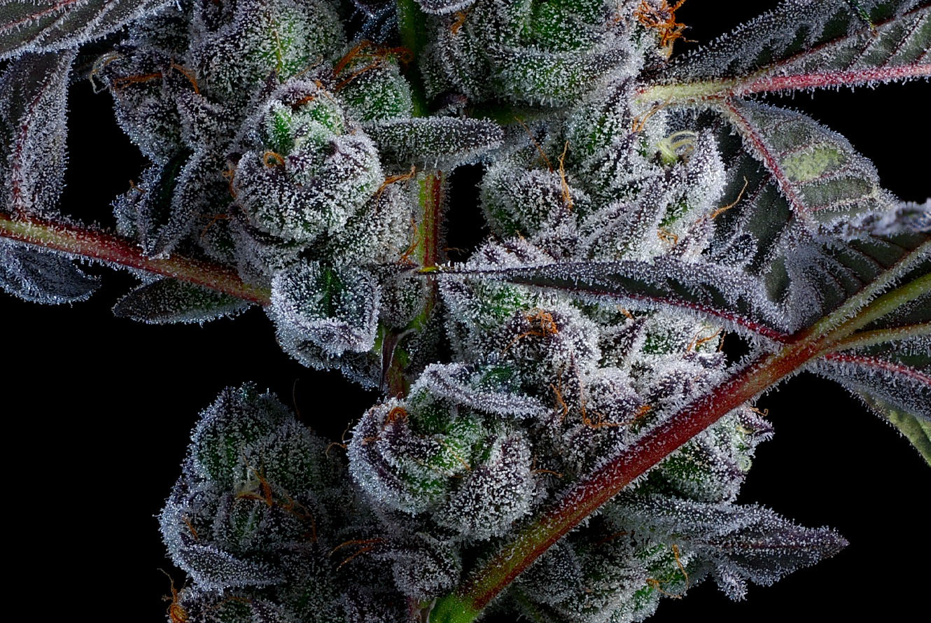 BlingBlaow_LivePlant_Cola