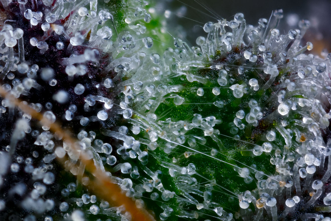 BlingBlaow_LivePlant_Macro