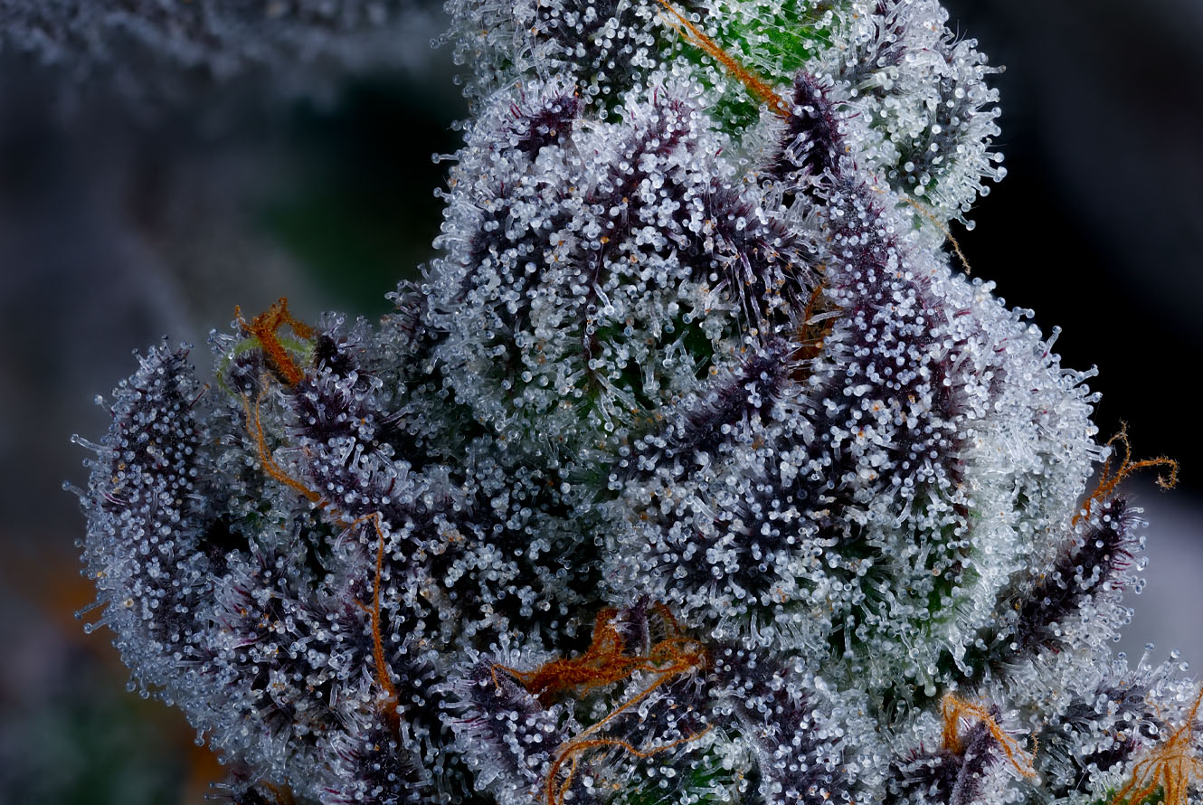 BlingBlaow_LivePlant_Macro2