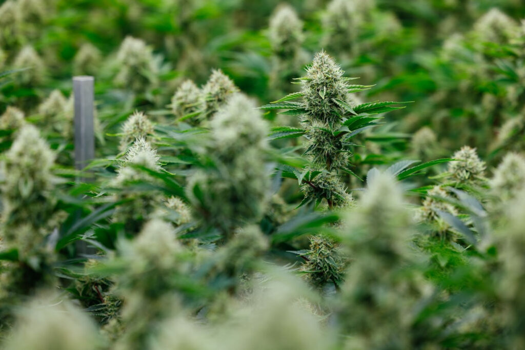 Citrus Sky Cannabis- Flavour Profile, Effects & Top Uses