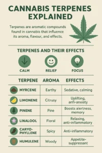 Cannabis Terpenes- Aromatic Compounds Shaping Your Healing Experience