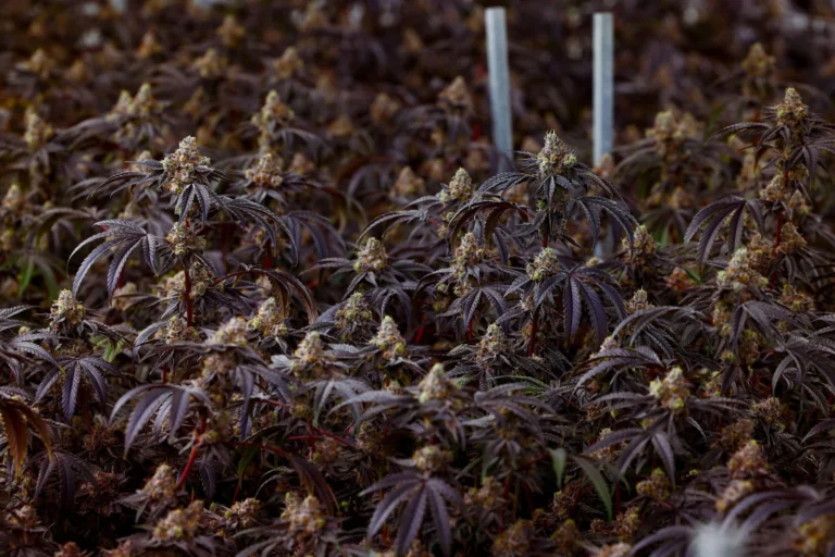 Low-Stress Training vs. High-Stress Training Techniques