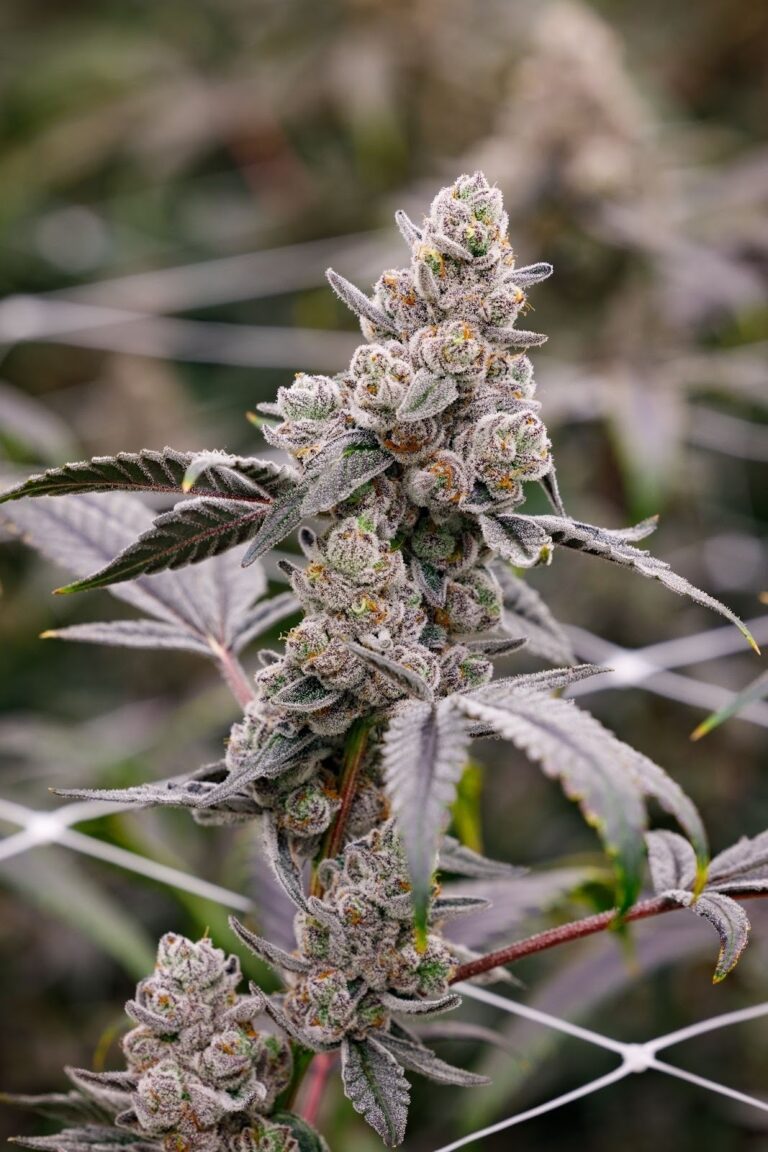 The Genetic Evolution of Cannabis Strains- How Breeding Shaped Modern Cannabis