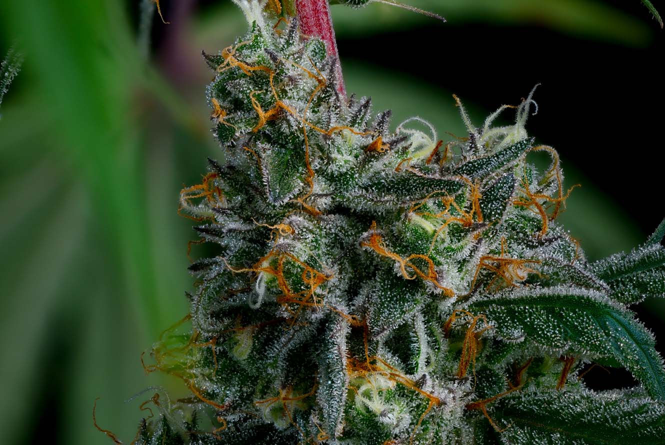 Apex_LivePlant_Cola-2