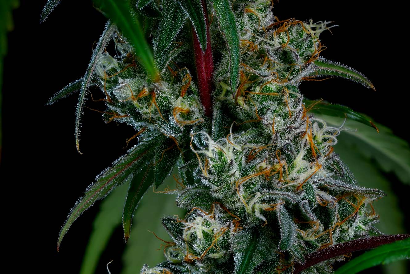 Apex_LivePlant_Cola-3