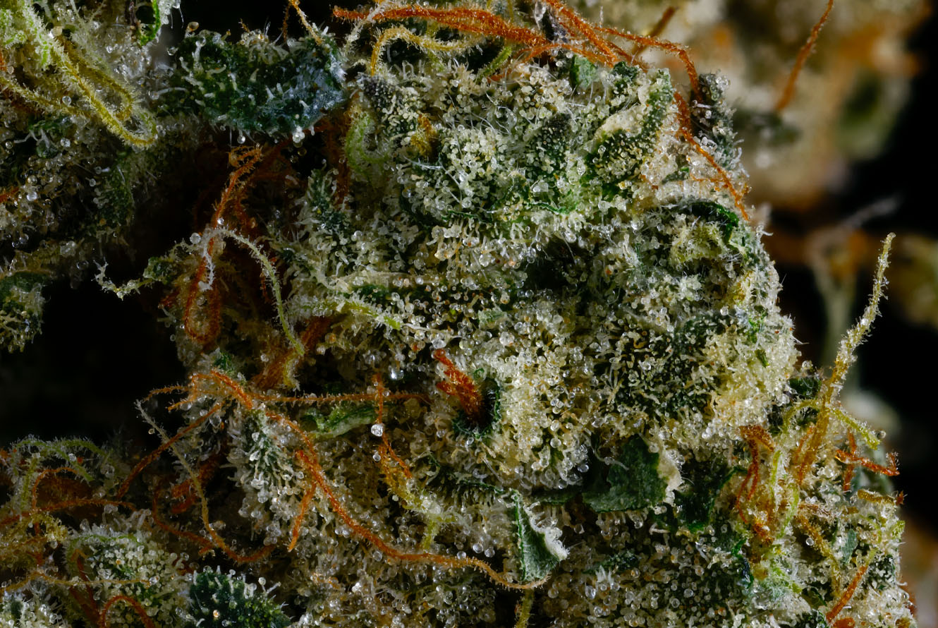 CakenBake_DriedFlower_Macro-1