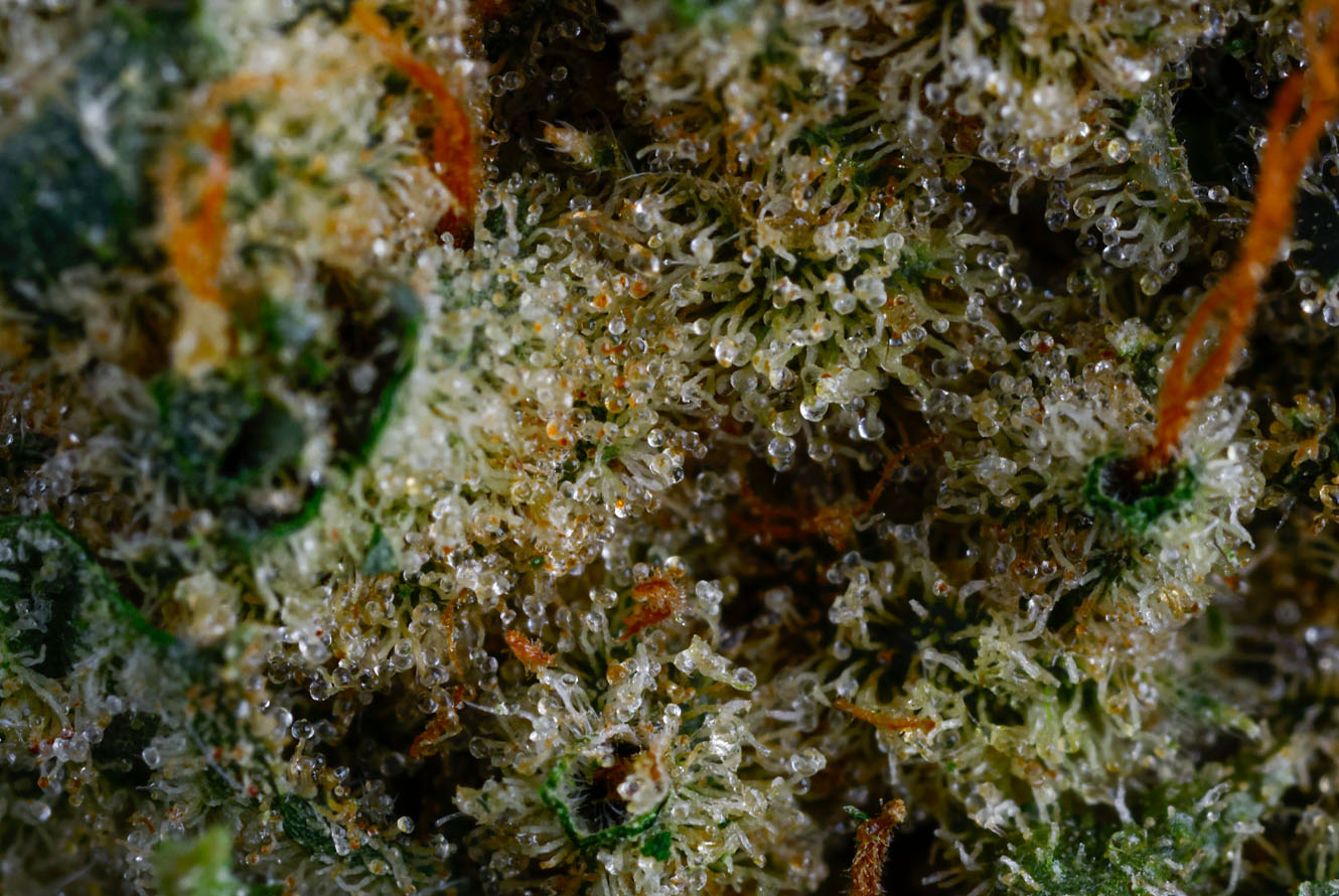 CakenBake_DriedFlower_Macro-2
