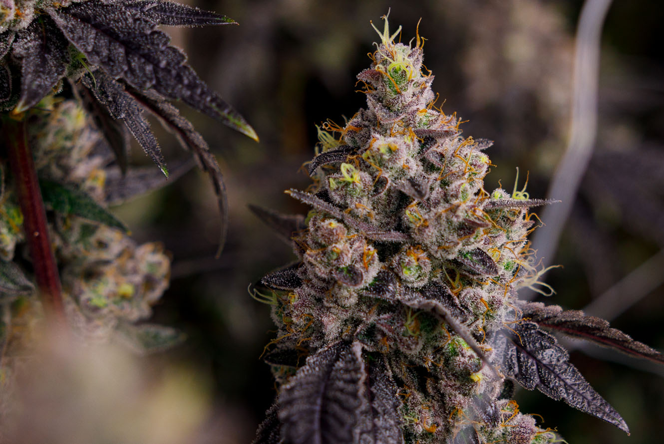 CakenBake_LivePlant_GrowRoom-1