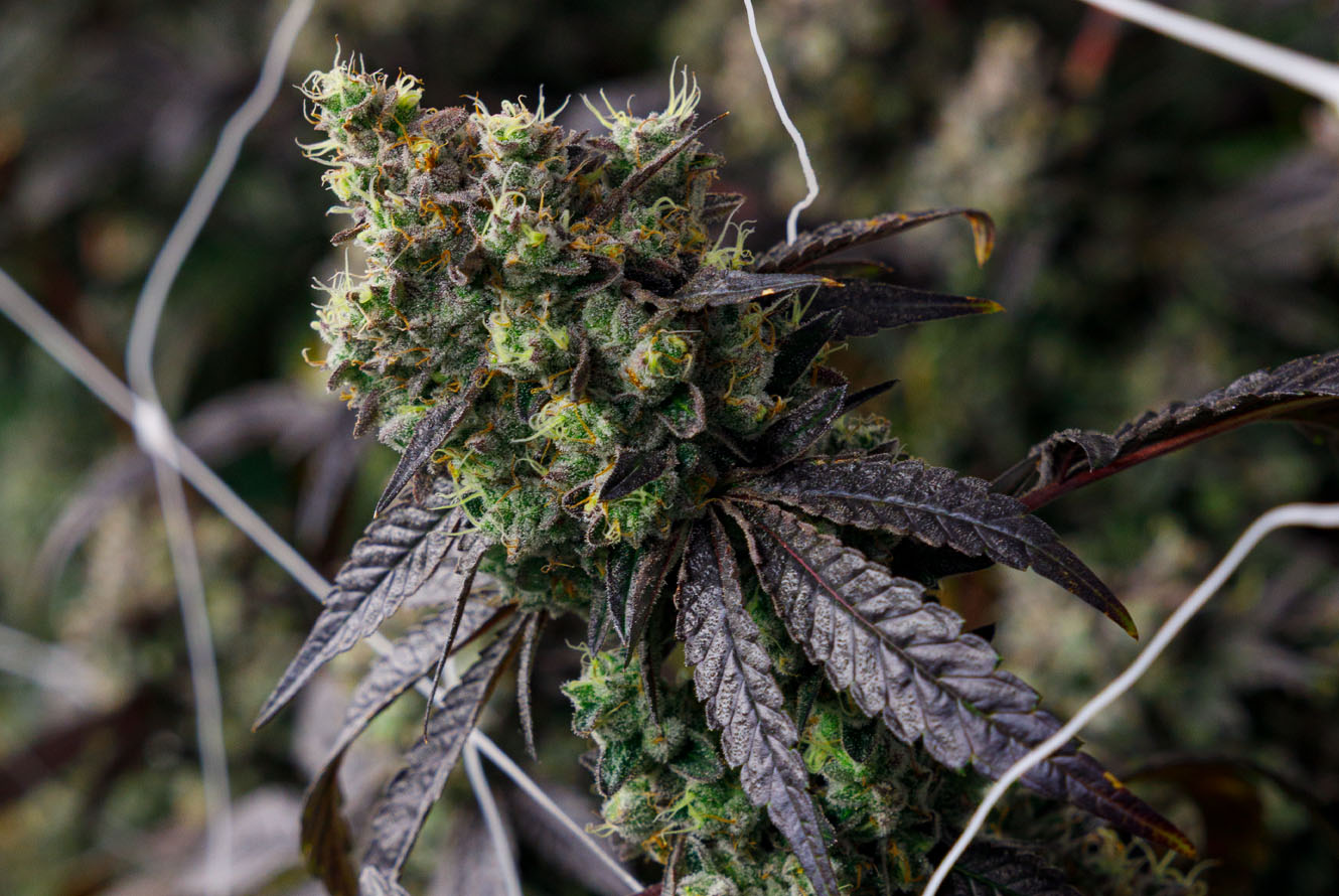 CakenBake_LivePlant_GrowRoom-12jpg