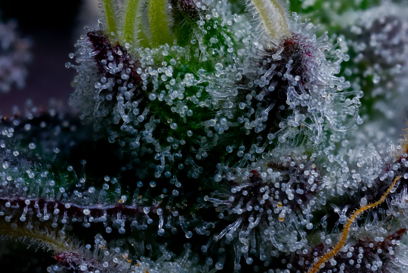 CakenBake_LivePlant_Macro