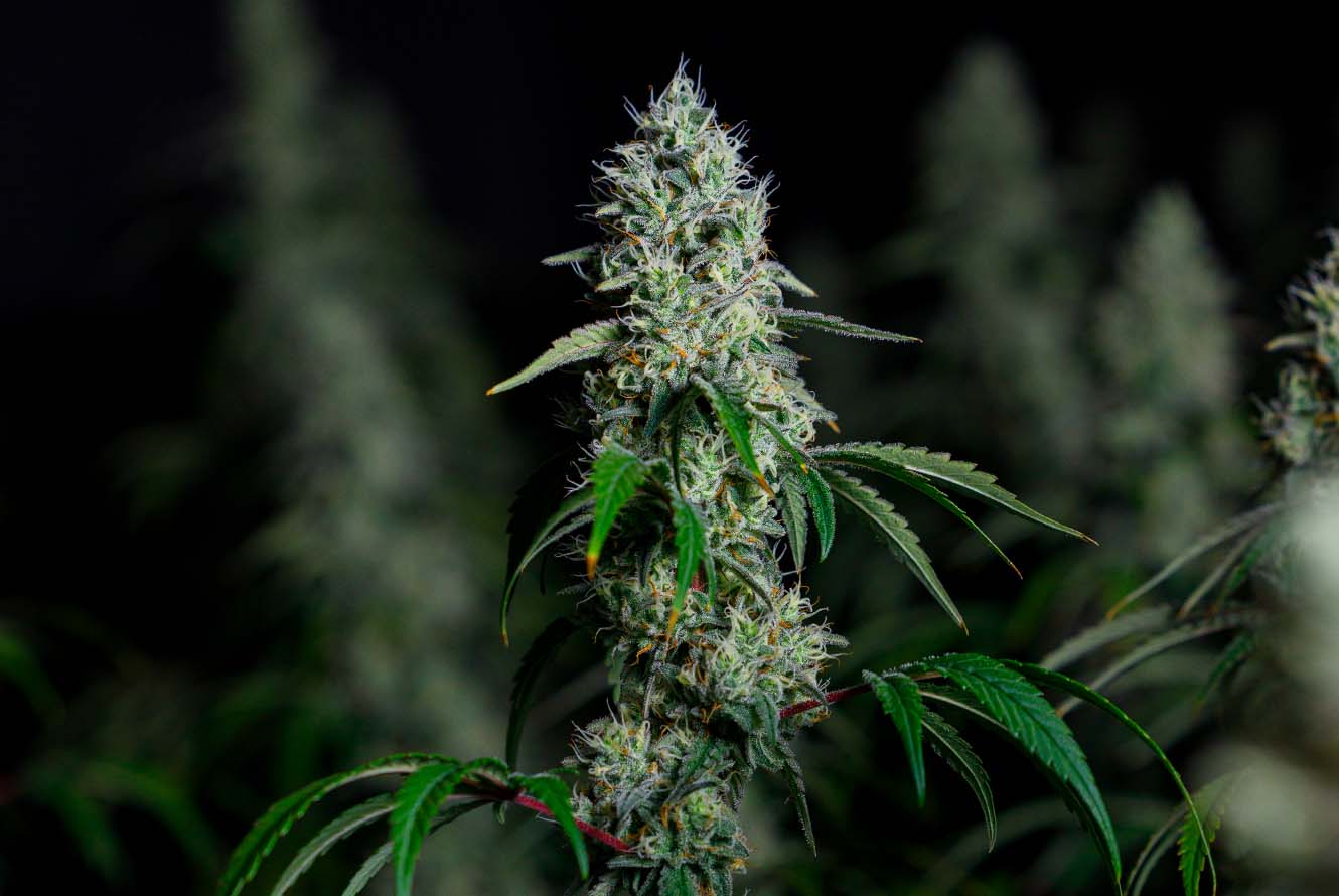 MandarinOctane_LivePlant_GrowRoom.png