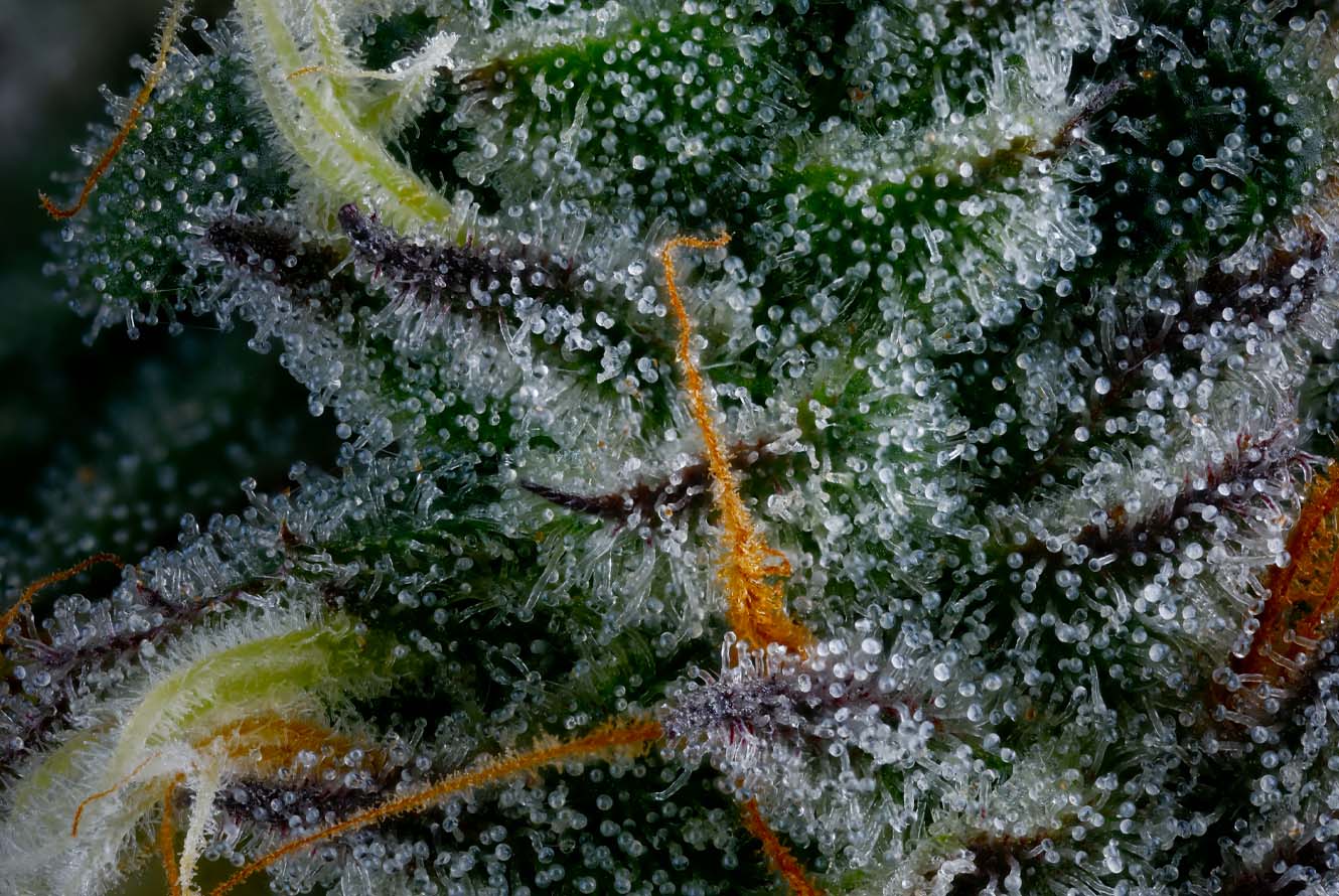 MandarinOctane_LivePlant_Macro.png