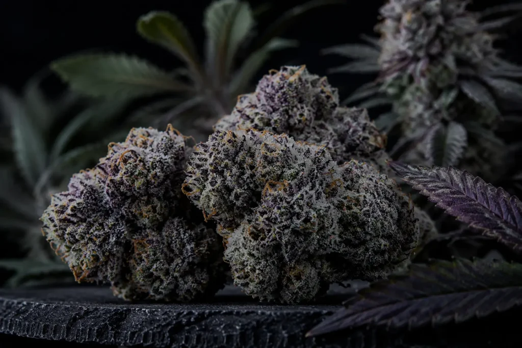 Bling Blaow Strain- Full Review, Effects & Terpene Profile
