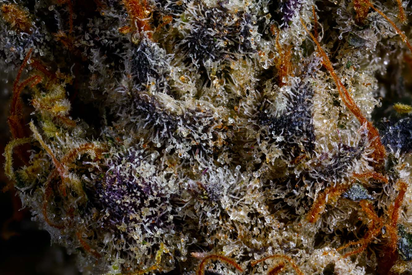 CMC_FFC3_Web_DriedFlower_Macro