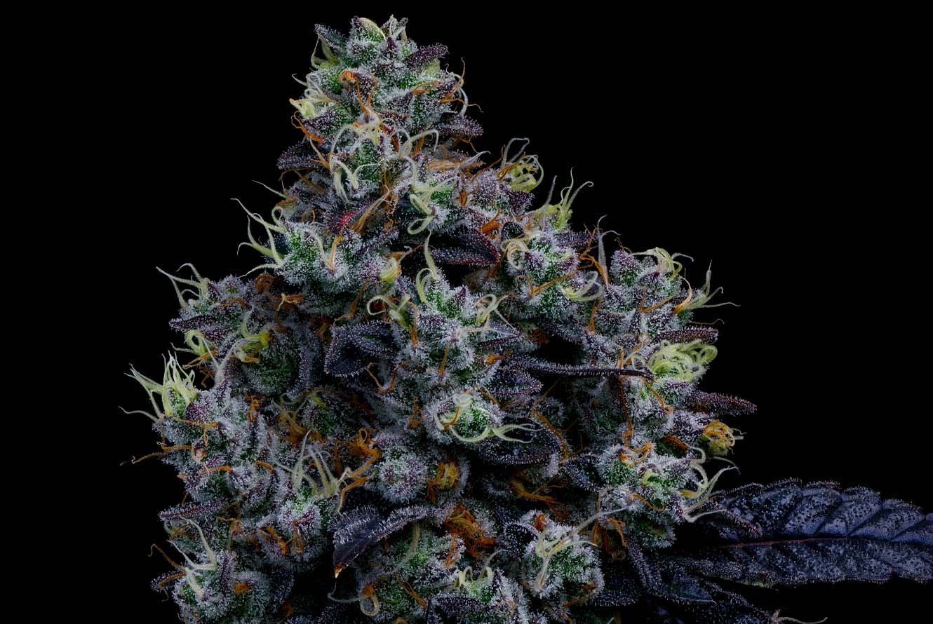 CMC_FFC3_Web_LivePlant_Cola