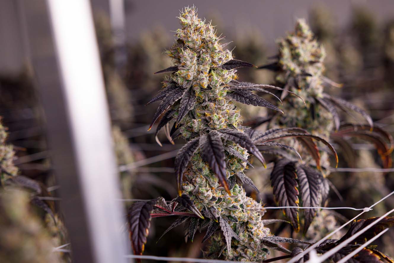 CMC_FFC3_Web_LivePlant_GrowRoom