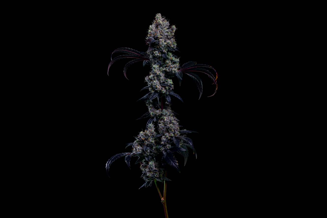 CMC_FFC3_Web_LivePlant_Hero