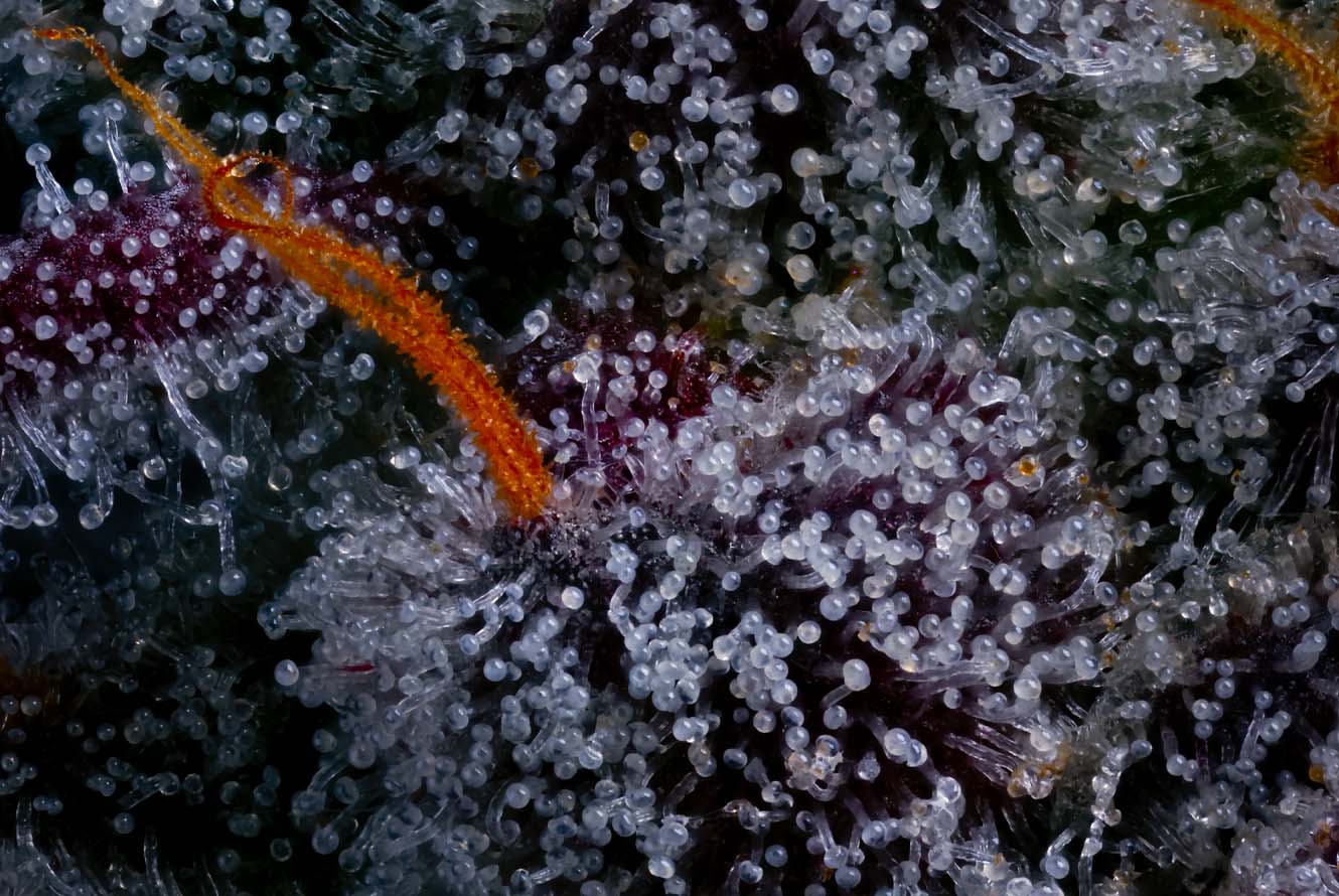 CMC_FFC3_Web_LivePlant_Macro
