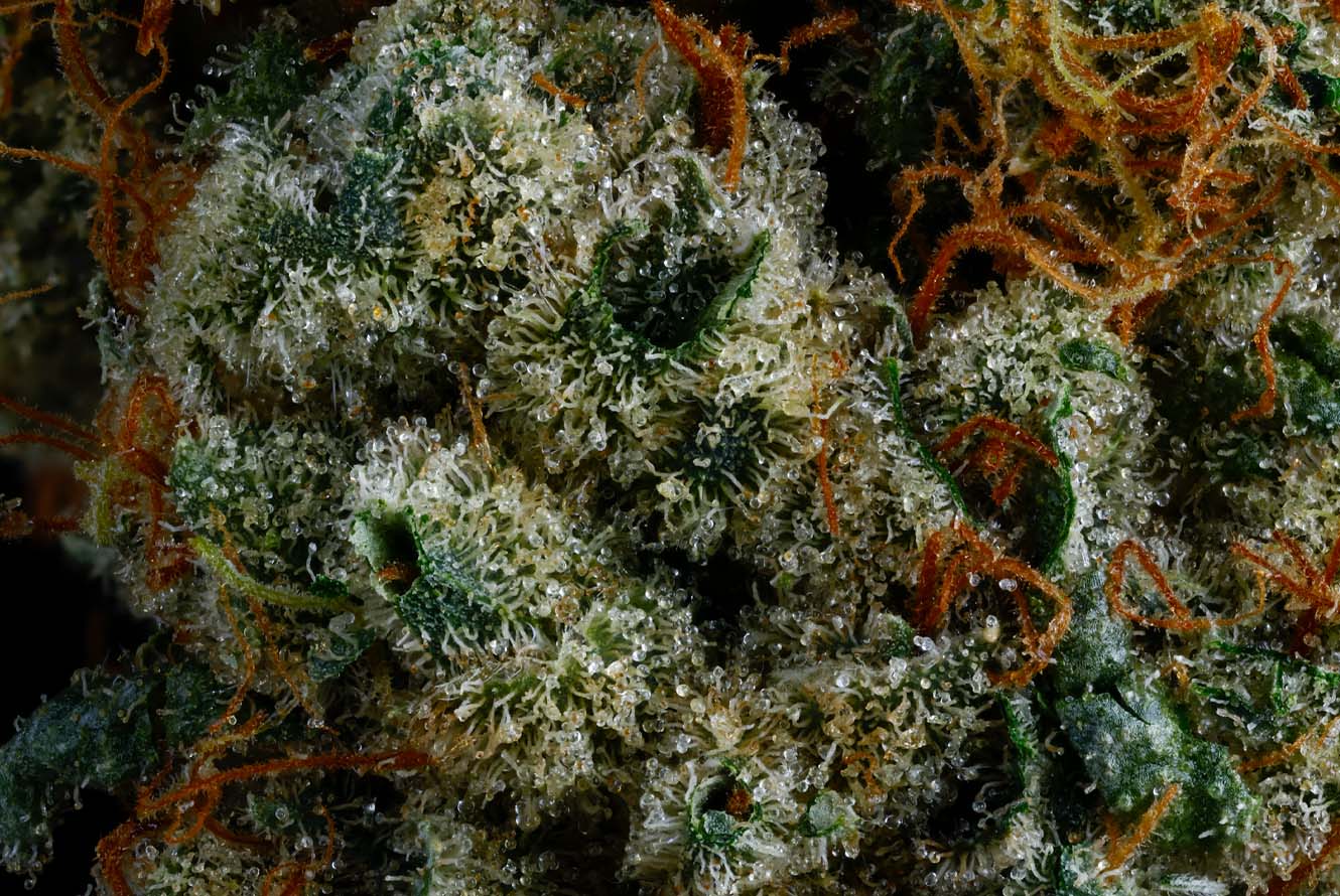 CMC_OilSlick_Web_DriedFlower_Macro