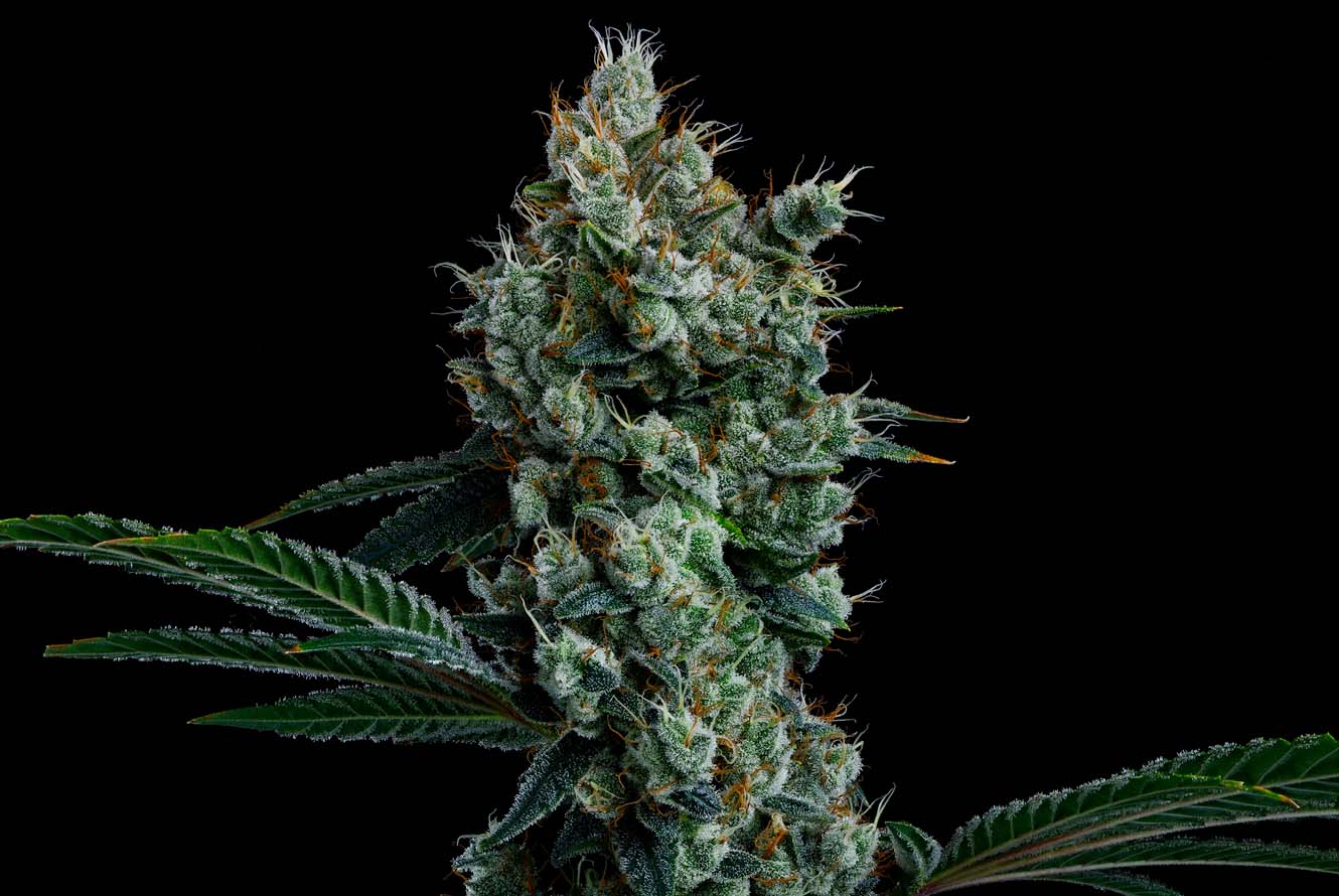 CMC_OilSlick_Web_LivePlant_Cola