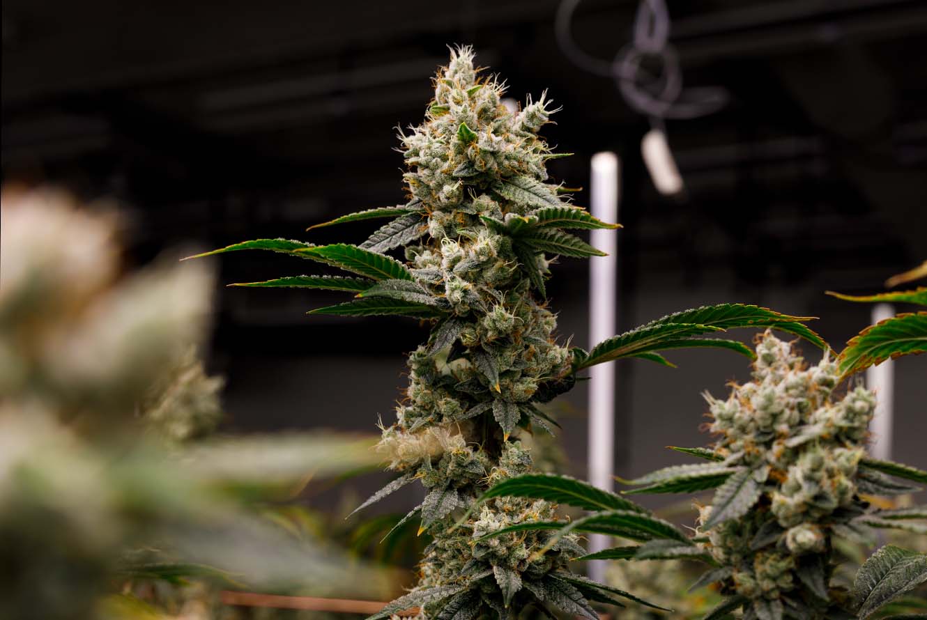 CMC_OilSlick_Web_LivePlant_GrowRoom