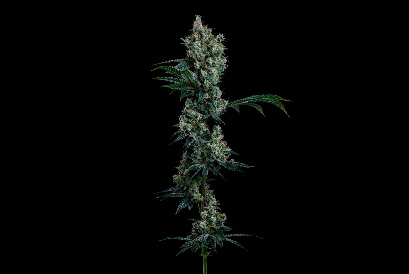 CMC_OilSlick_Web_LivePlant_Hero