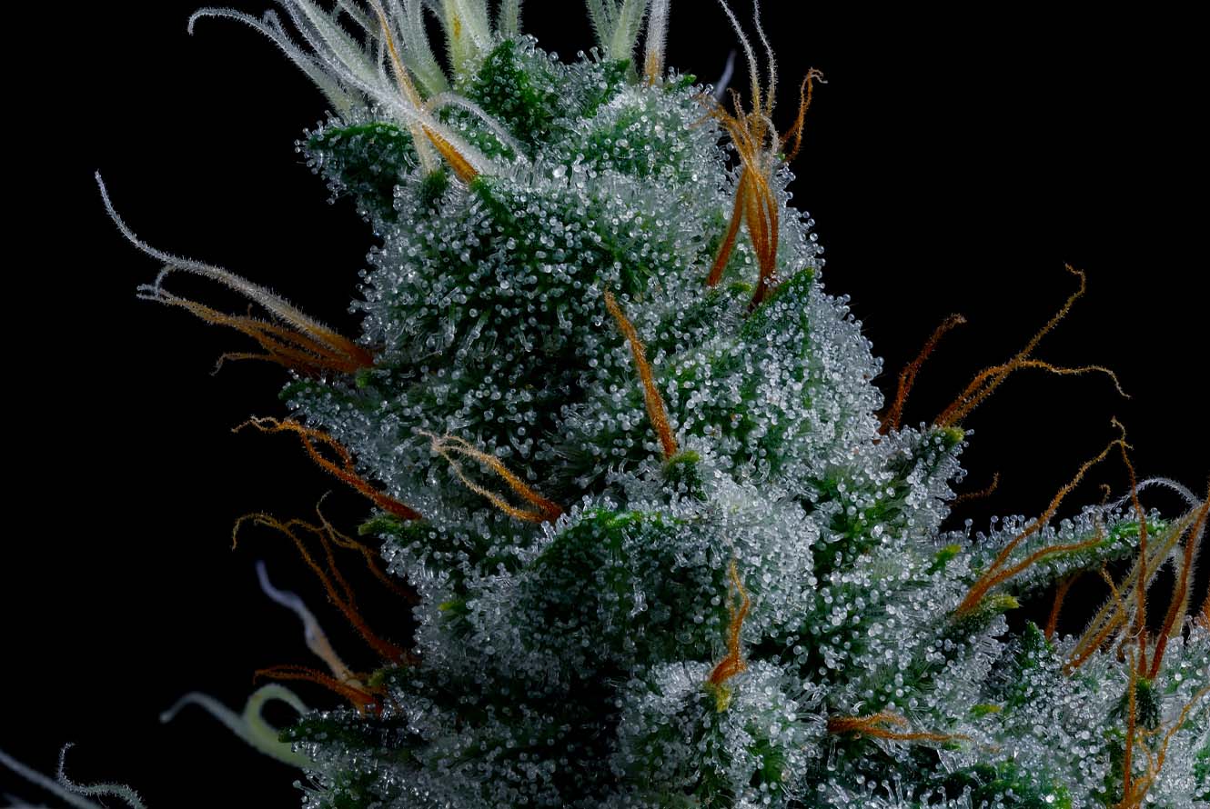 CMC_OilSlick_Web_LivePlant_Macro