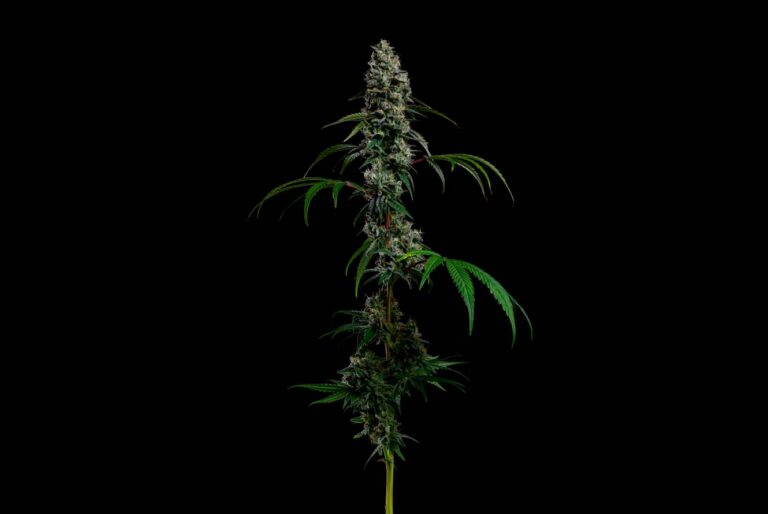 Lilac Diesel Strain Guide: Effects, Aroma & Origins
