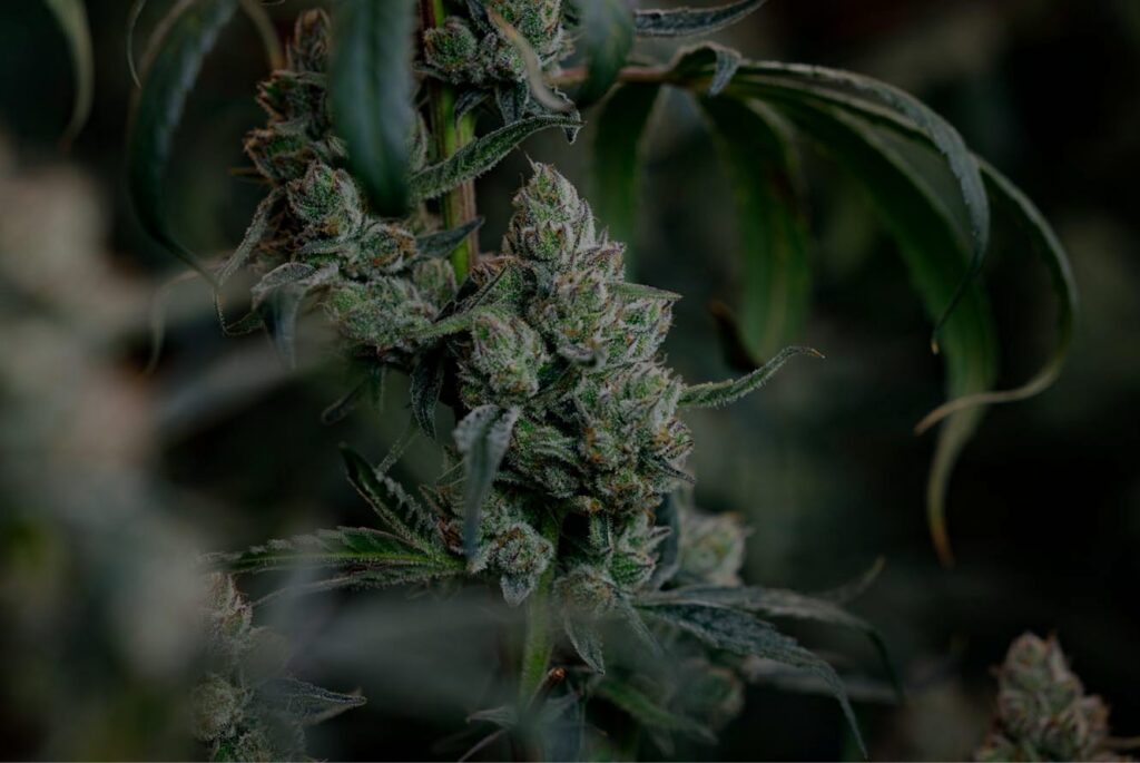 BC Organic Dancehall living soil flower macro for arthritis medical cannabis