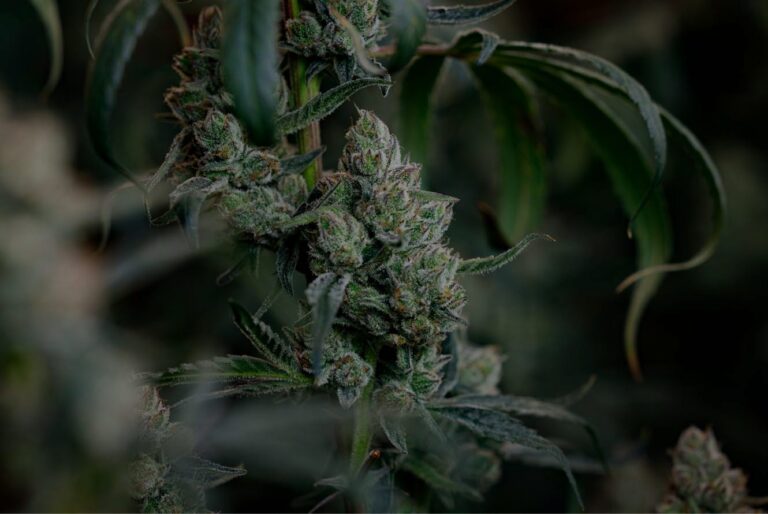 BC Organic Dancehall living soil flower macro for arthritis medical cannabis